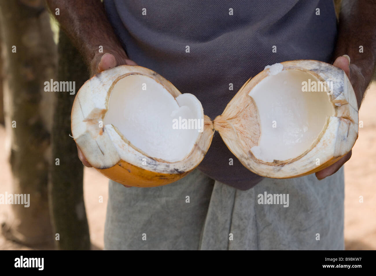 König Kokos Aufplatzen zeigt weiche essbare Kernel. Stockfoto
