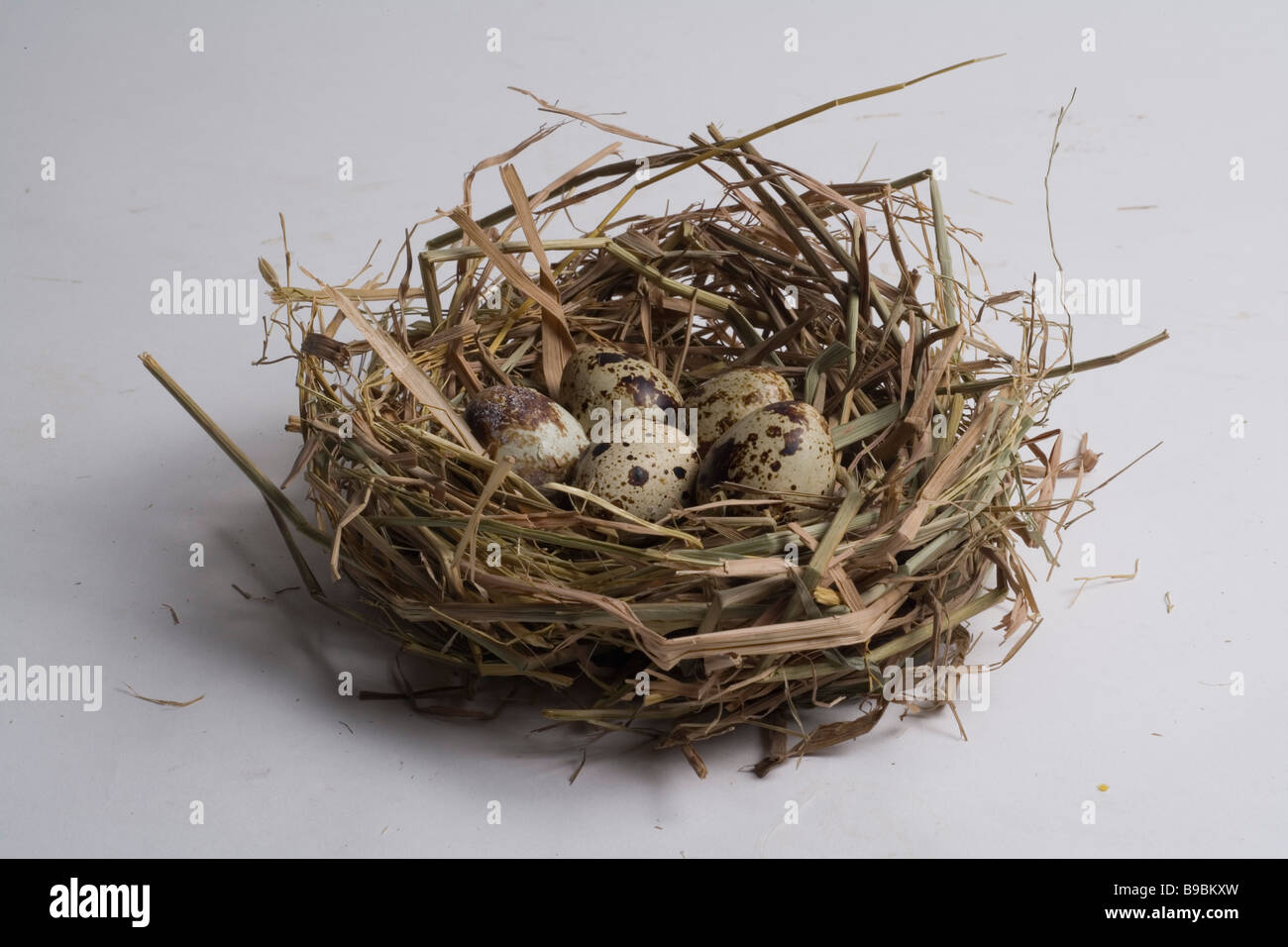 Eiern im nest Stockfoto
