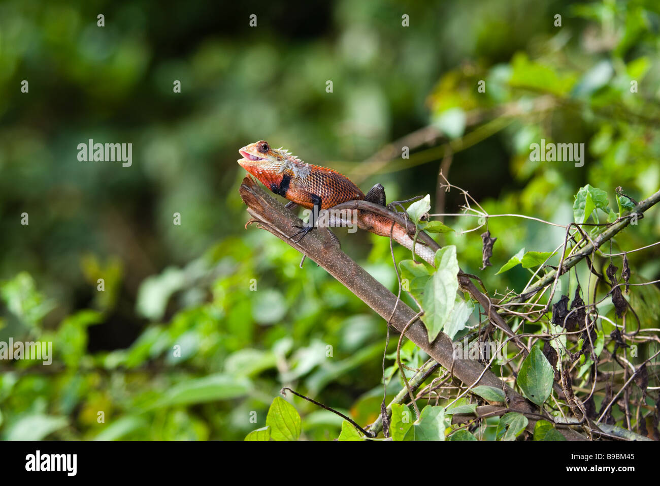 Oriental Garden Lizard (Calotes versicolor) männlich, Aalen mit Mund offen auf einem Zweig. Sri Lanka. Stockfoto