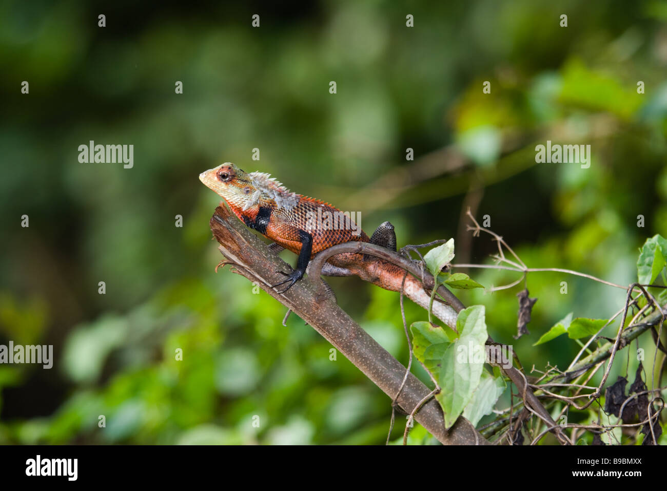 Oriental Garden Lizard (Calotes versicolor) männlich, sonnen sich auf einem Zweig. Sri Lanka. Stockfoto