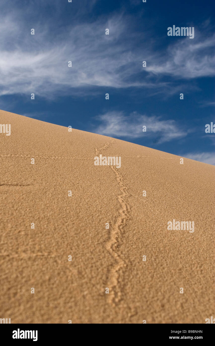 Fußspuren führen sich auf einer Sanddüne in der Kalahari-Regeon der nördlichen Kap Südafrikas Stockfoto