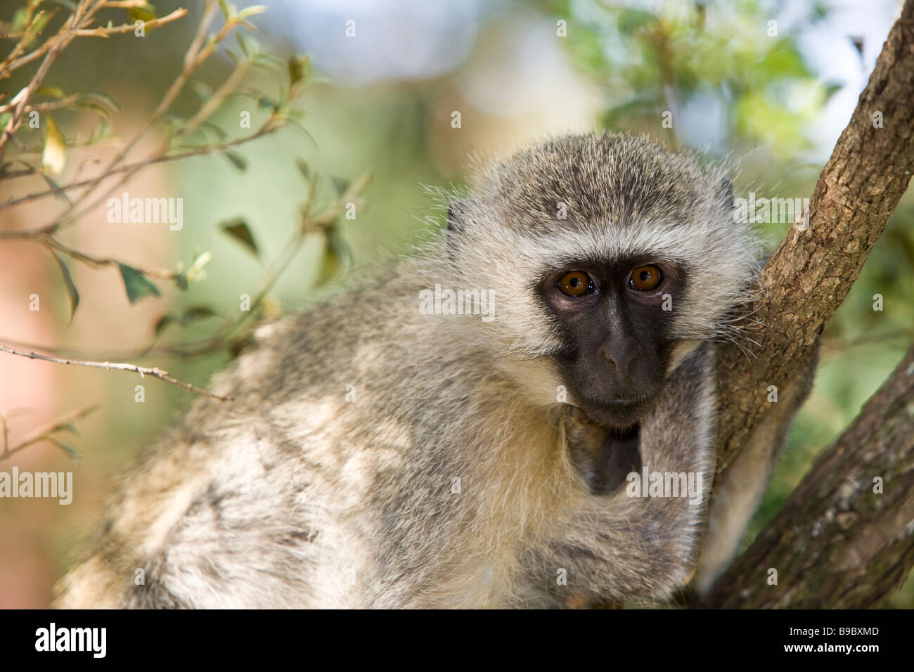 Vervet Affe (Chlorocebus Pygerythrus) Stockfoto