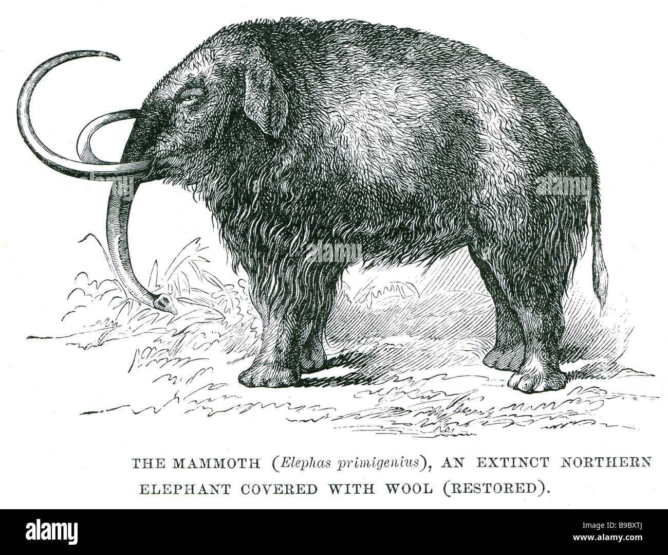 das Mammut bedeckte ausgestorbene nördlichen Elefant mit Wolle Mammut ist jede Art der ausgestorbenen Gattung Mammuthus. Diese probosc Stockfoto