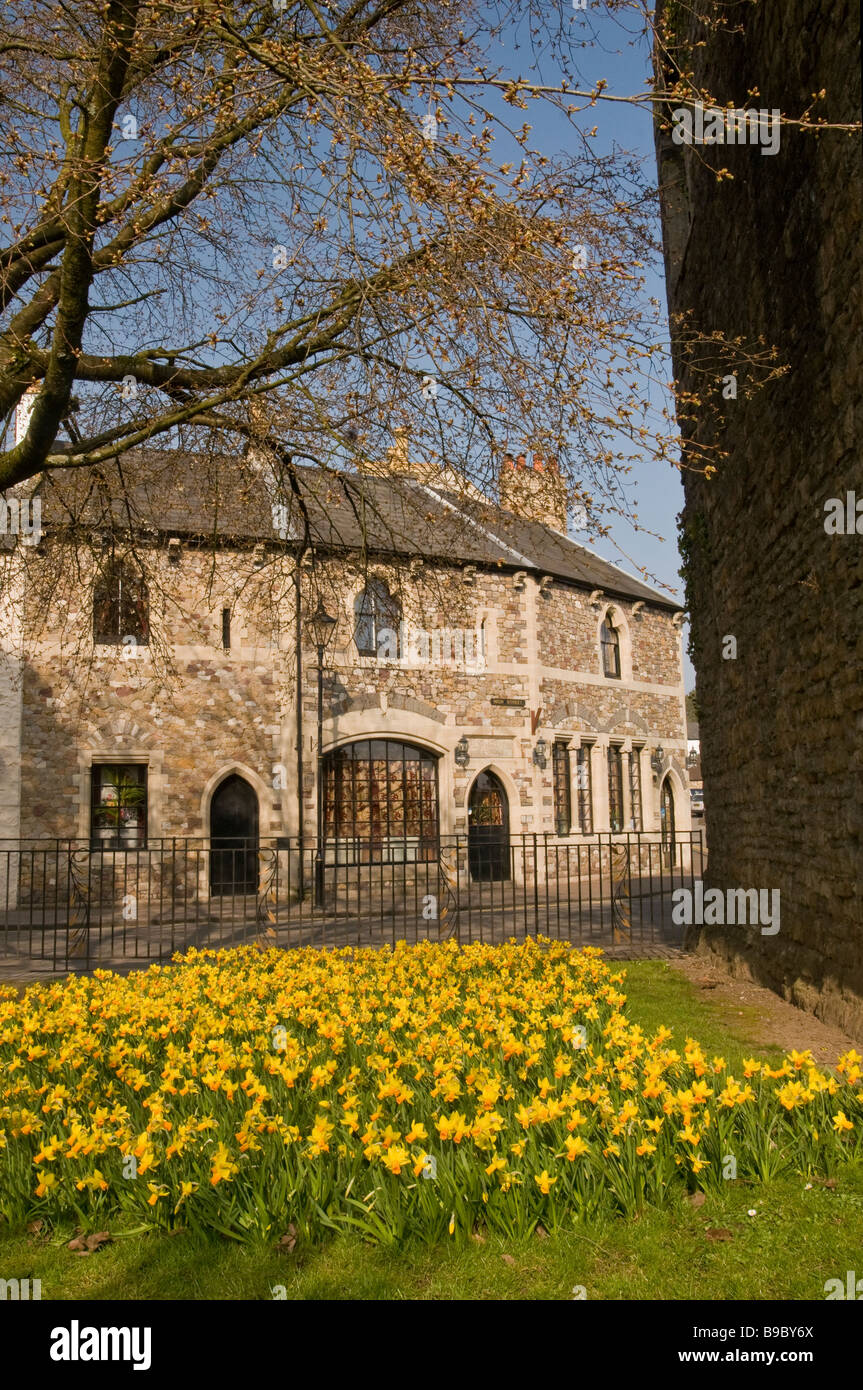 Narzissen in Llandaff Dorf Cardiff im März 2009 Stockfoto