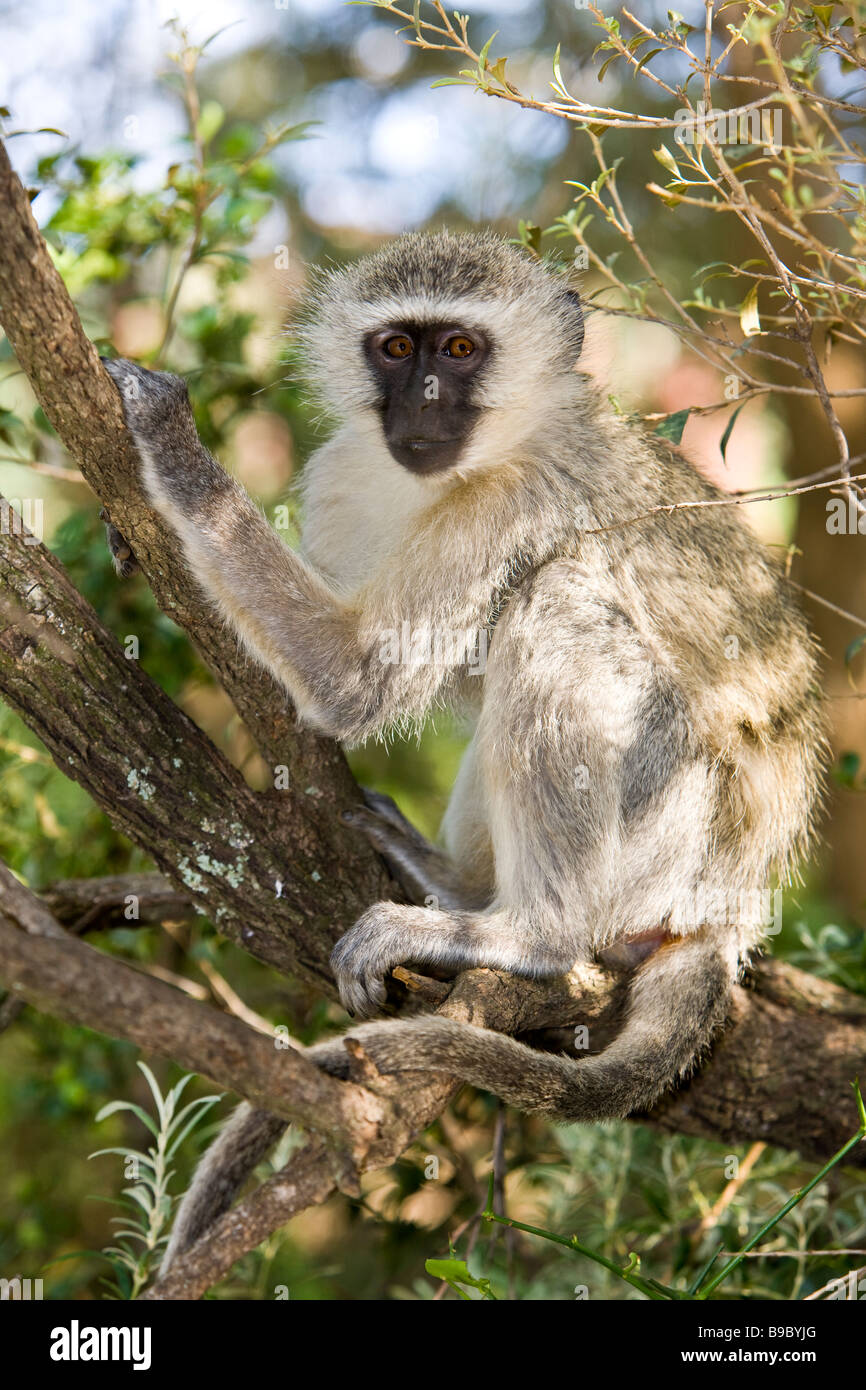 Vervet Affe (Chlorocebus Pygerythrus) Stockfoto
