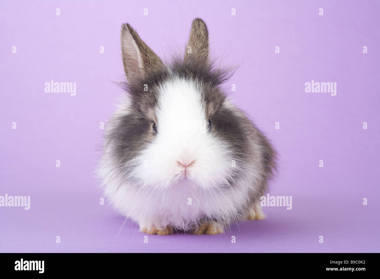 Gefleckte Hase auf lila Hintergrund isoliert Stockfoto