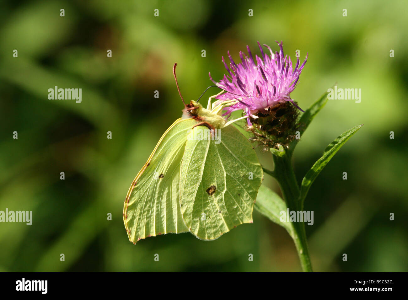 Brimstone Schmetterling Fütterung auf Flockenblume Zunge sichtbar, die Nektar suchen Stockfoto
