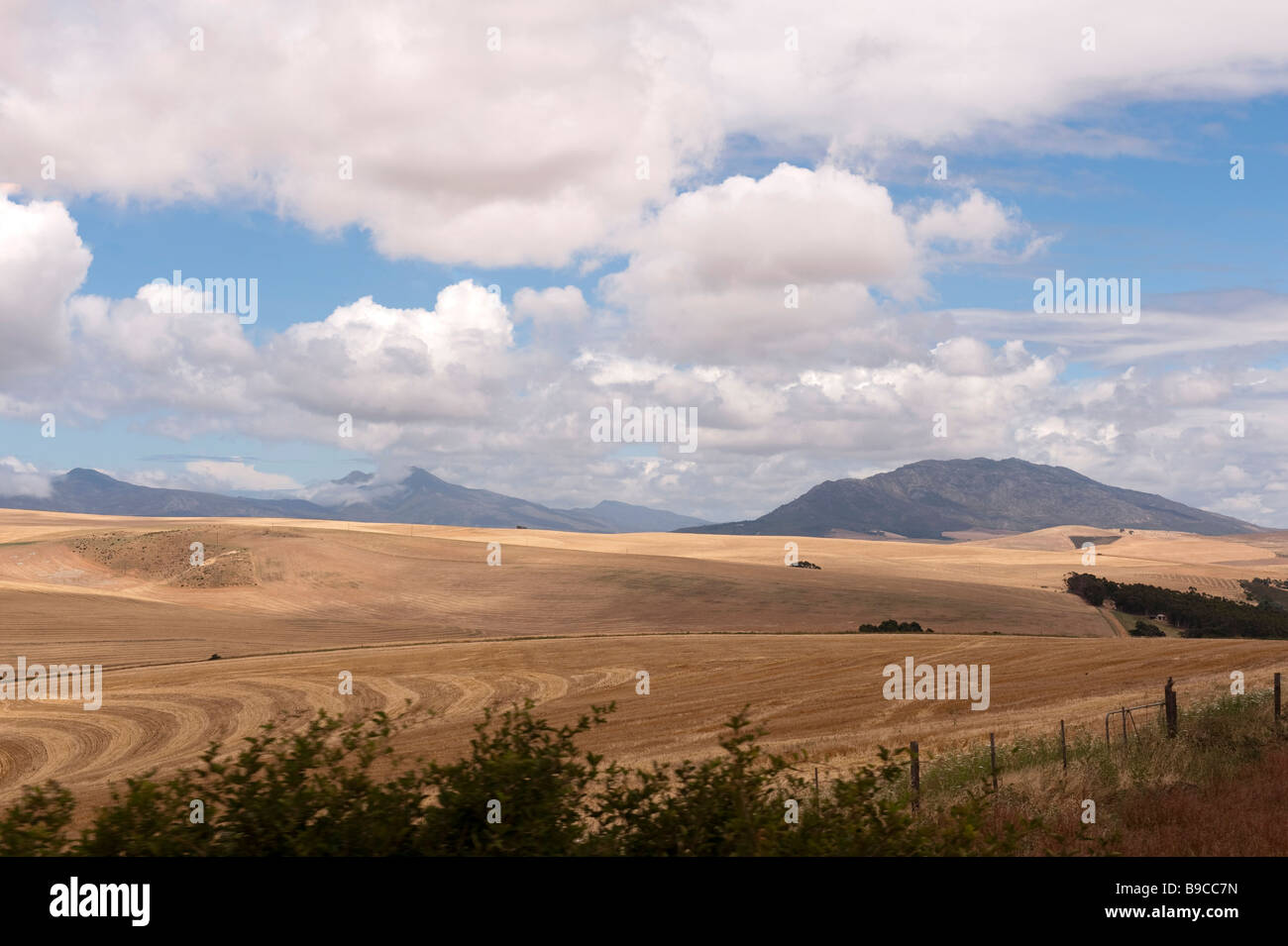 Raps-Felder in der Western Cape-Südafrika Stockfoto