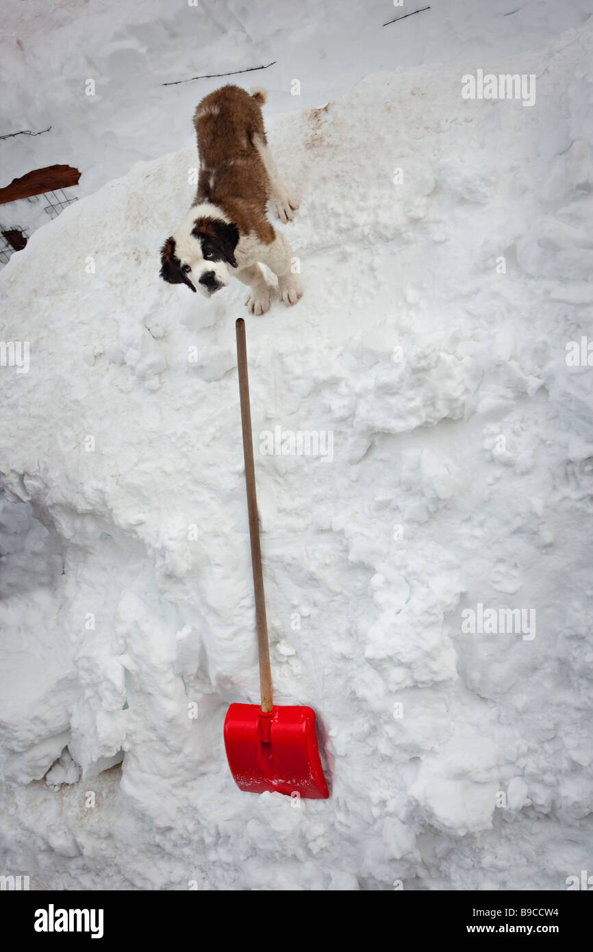 Bernhardiner Welpen im Schnee mit einer Schaufel rot Stockfoto