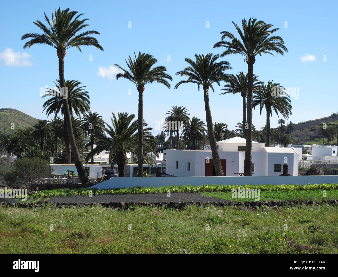Haus mit Palmen: Haria, Lanzarote Stockfoto