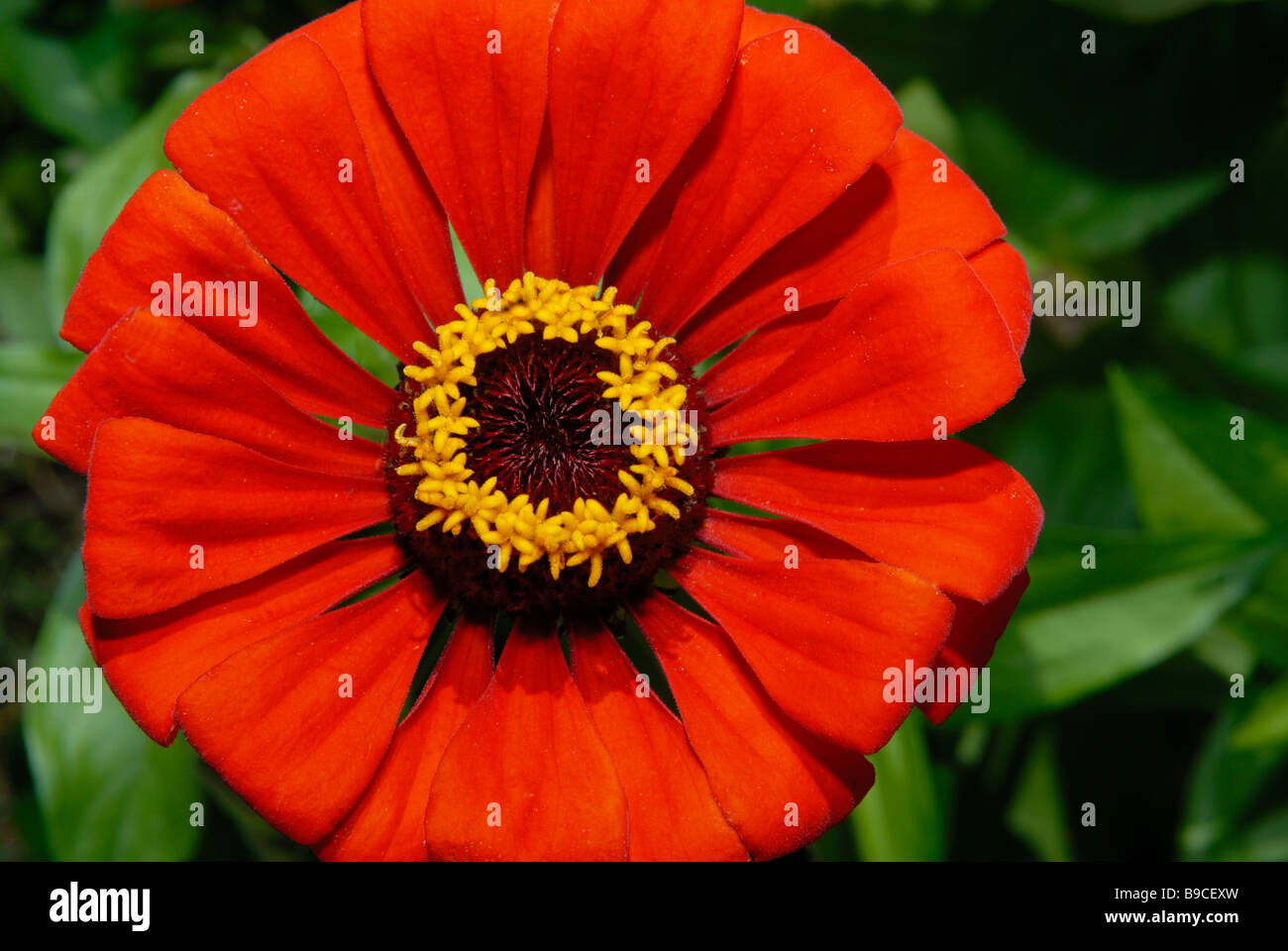 Eine rote Zinnie beliebt bei Schmetterlingen mit gelben Pollen auf seine Blüten in einem Garten Stockfoto