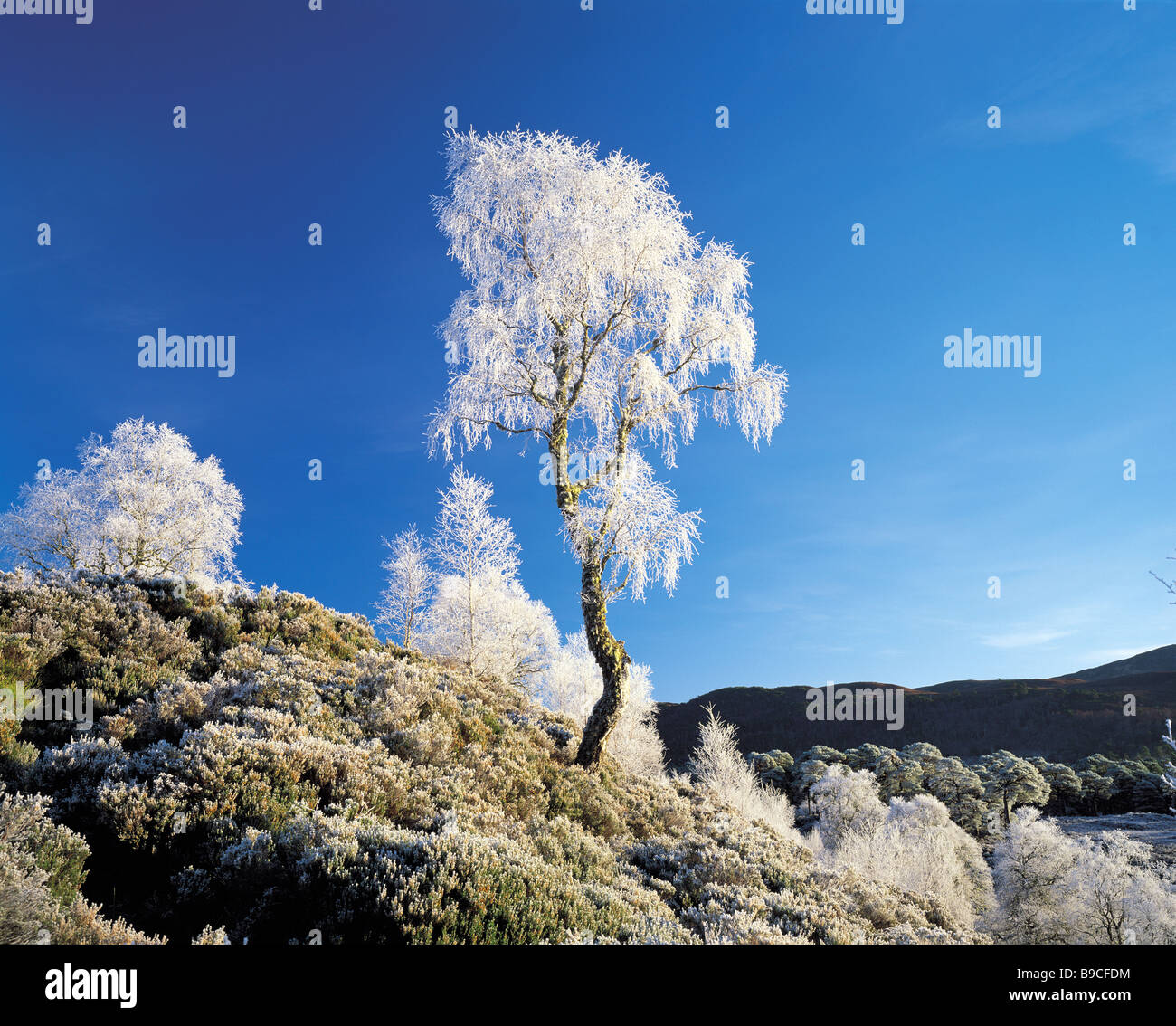 Raureif auf ein Silber Birken in Glen Affric, Highland, Schottland Stockfoto