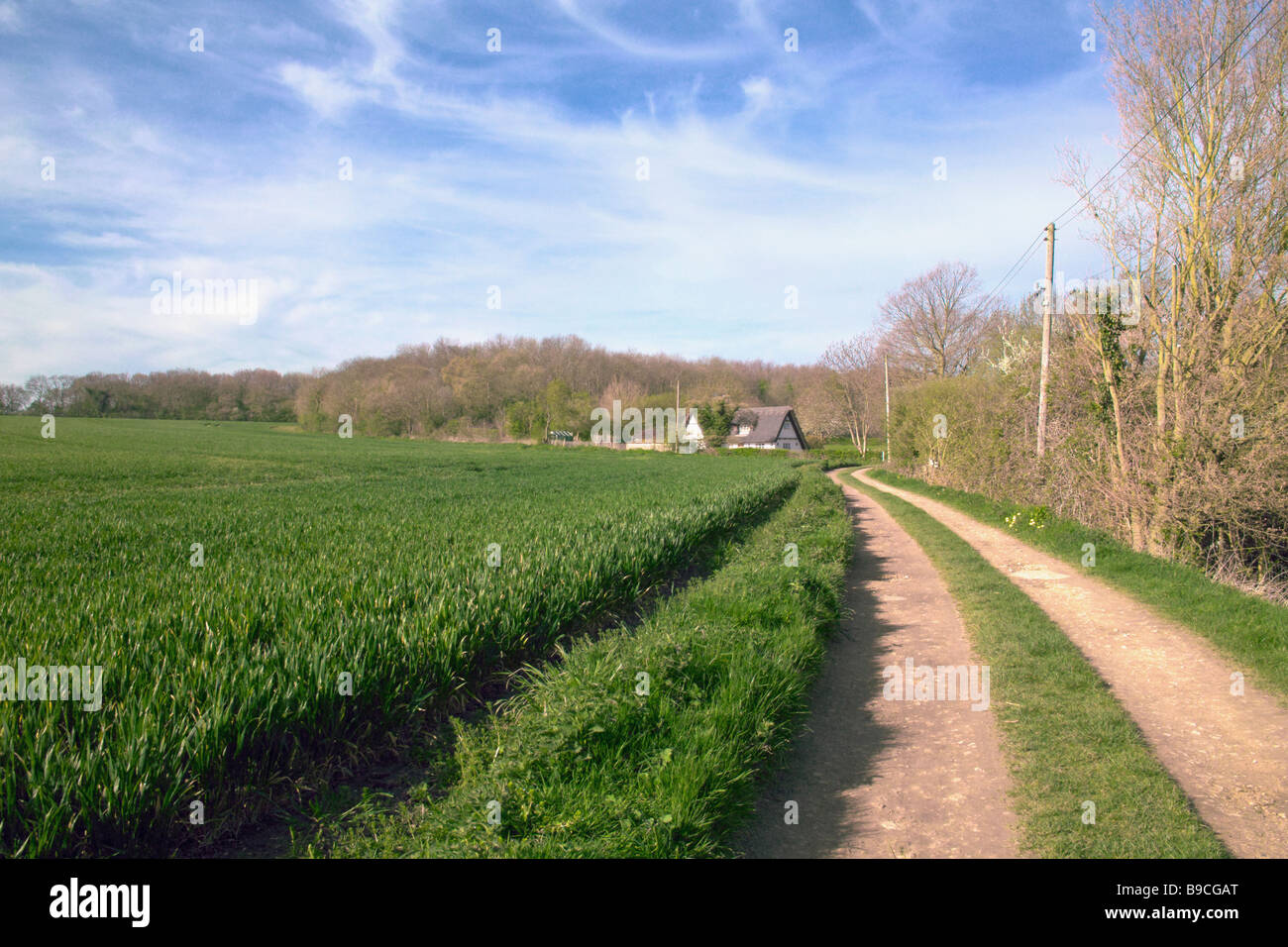 Pfad neben jungen Weizenfeld Cambridgeshire England Stockfoto