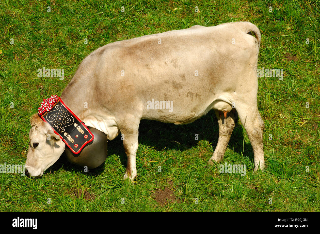 Hornlosen Schweizer braune Kuh mit einer Glocke um den Hals, Schweiz Stockfoto