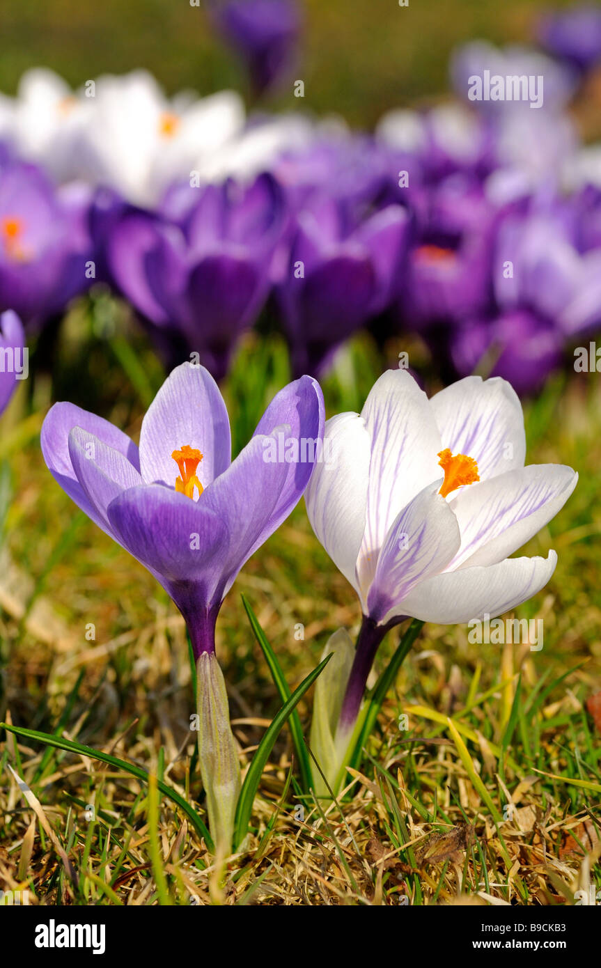 Frühlings Krokus Crocus vernus Stockfoto