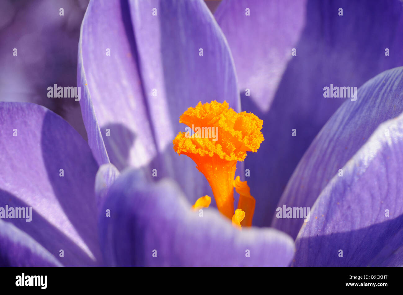 Frühlings-Krokus, Crocus vernus Stockfoto
