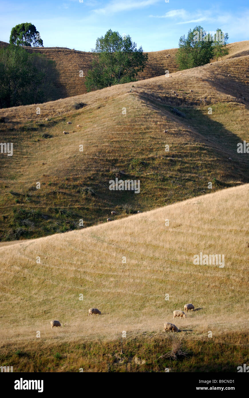 Schaf Hügel Land, State Highway 6, Tasman, Südinsel, Neuseeland Stockfoto