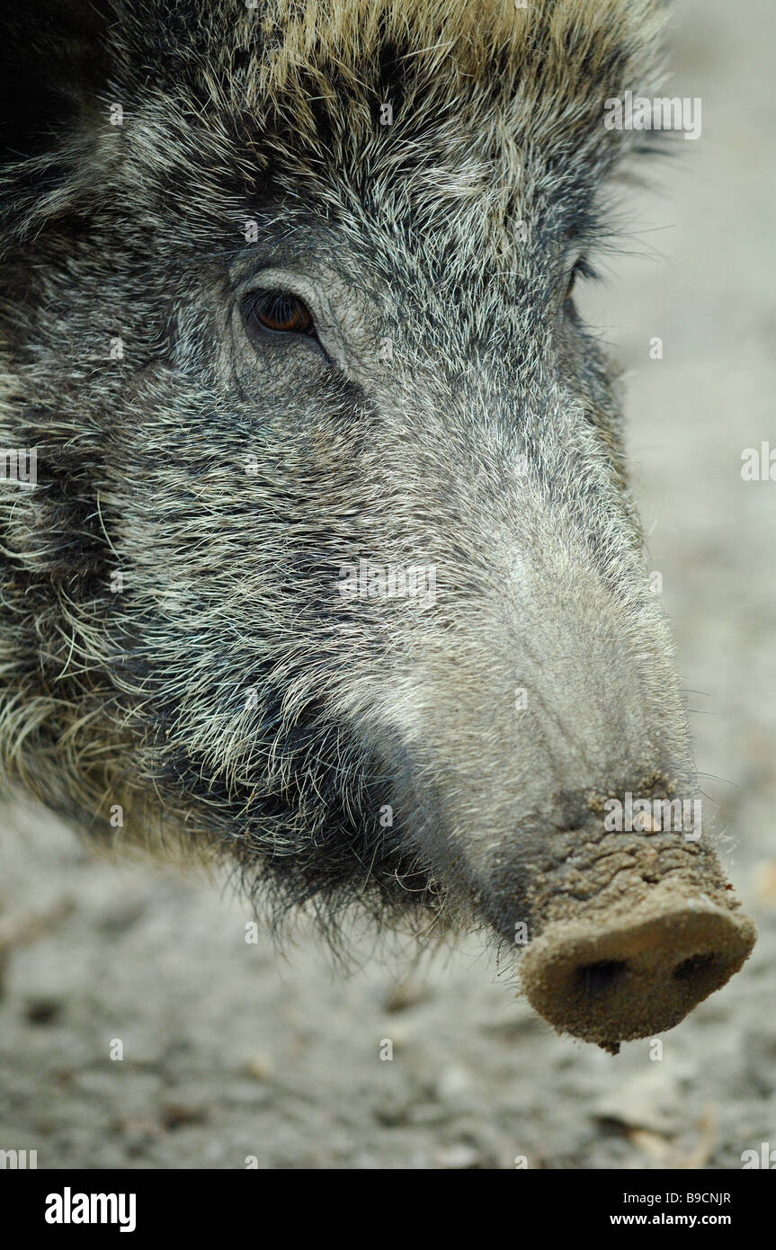 Weibliches Wildschwein, Sus Scrofa Scrofa, im Saarland Region - Deutschland Stockfoto