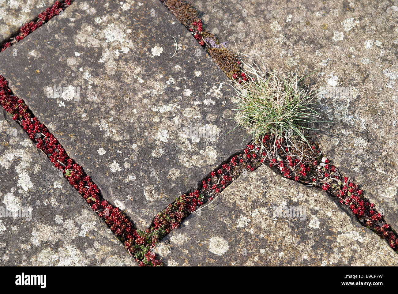 Rock-Pflanzen vermutlich Thymian zwischen Felsen Pflastersteine im Frühjahr Knospen, Stockfoto