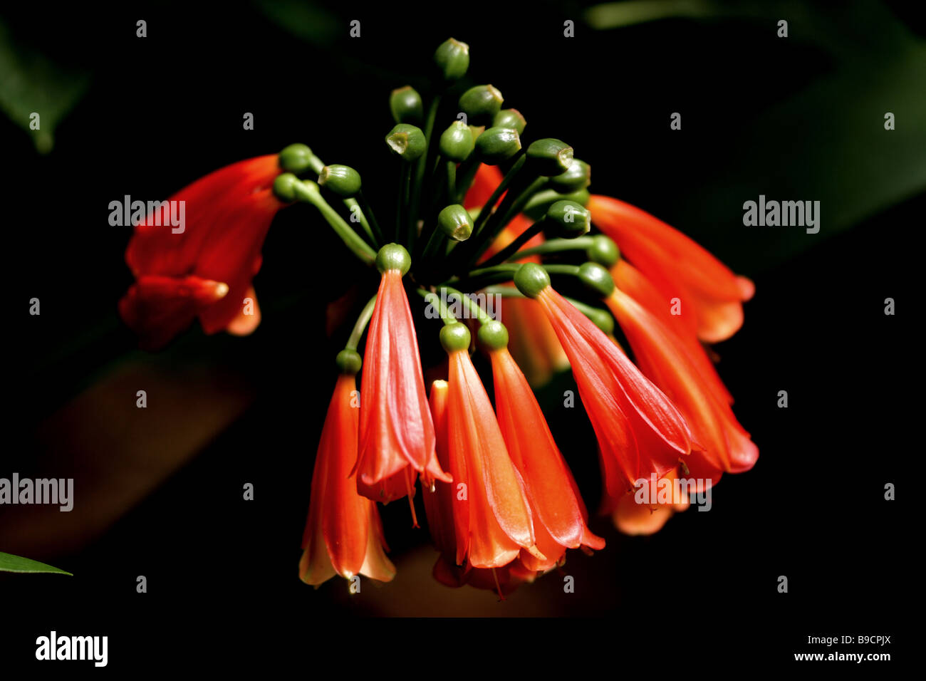 Rotblumen Stockfoto
