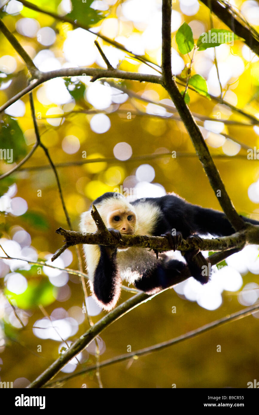 White-faced Capuchin (Cebus Capucinus) in einem Baum im Manuel Antonio National Park in Costa Rica. Stockfoto