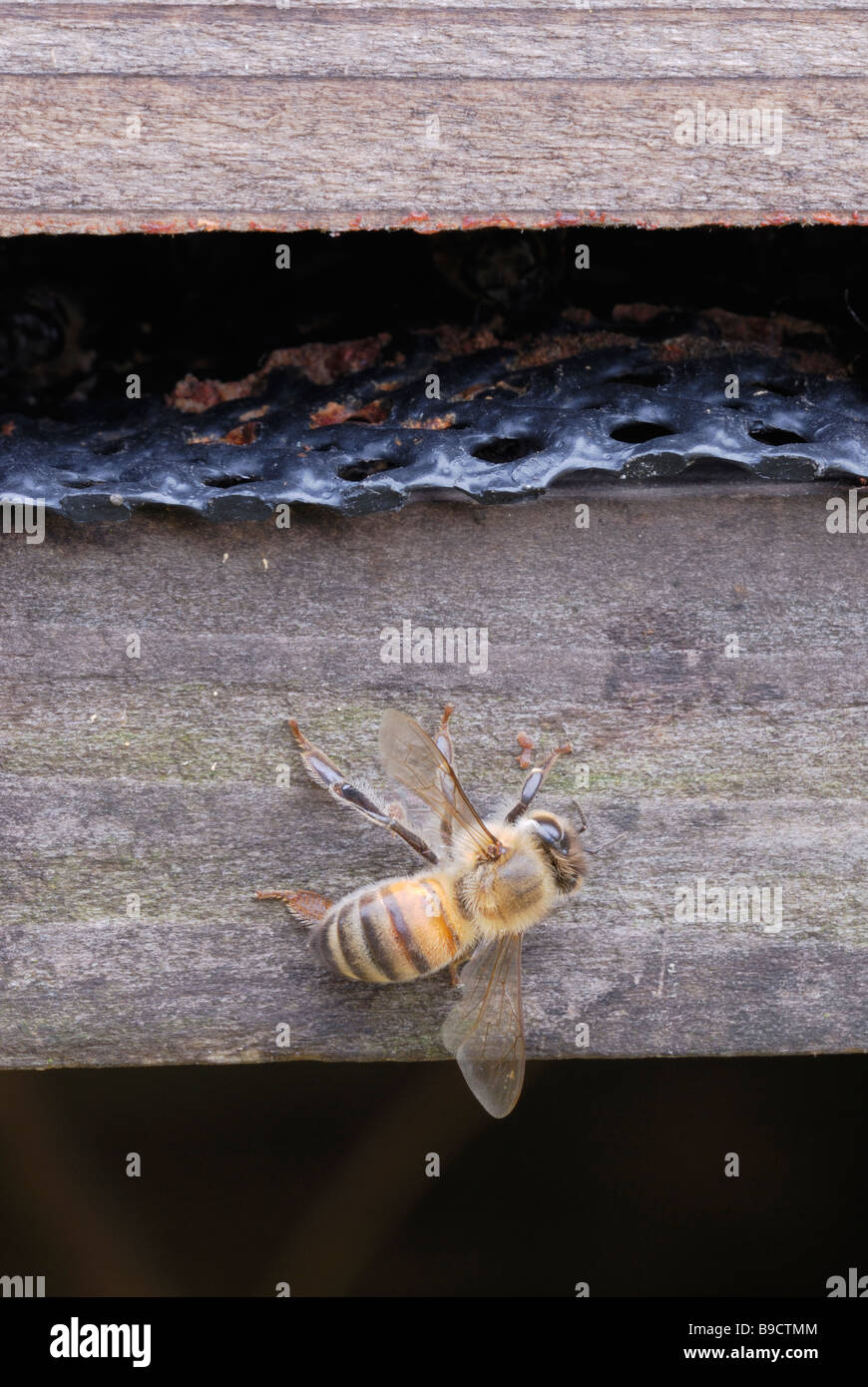 Honey Bee Apis mellifora torpid am Hive Eingang im Februar, Wales, Großbritannien Stockfoto