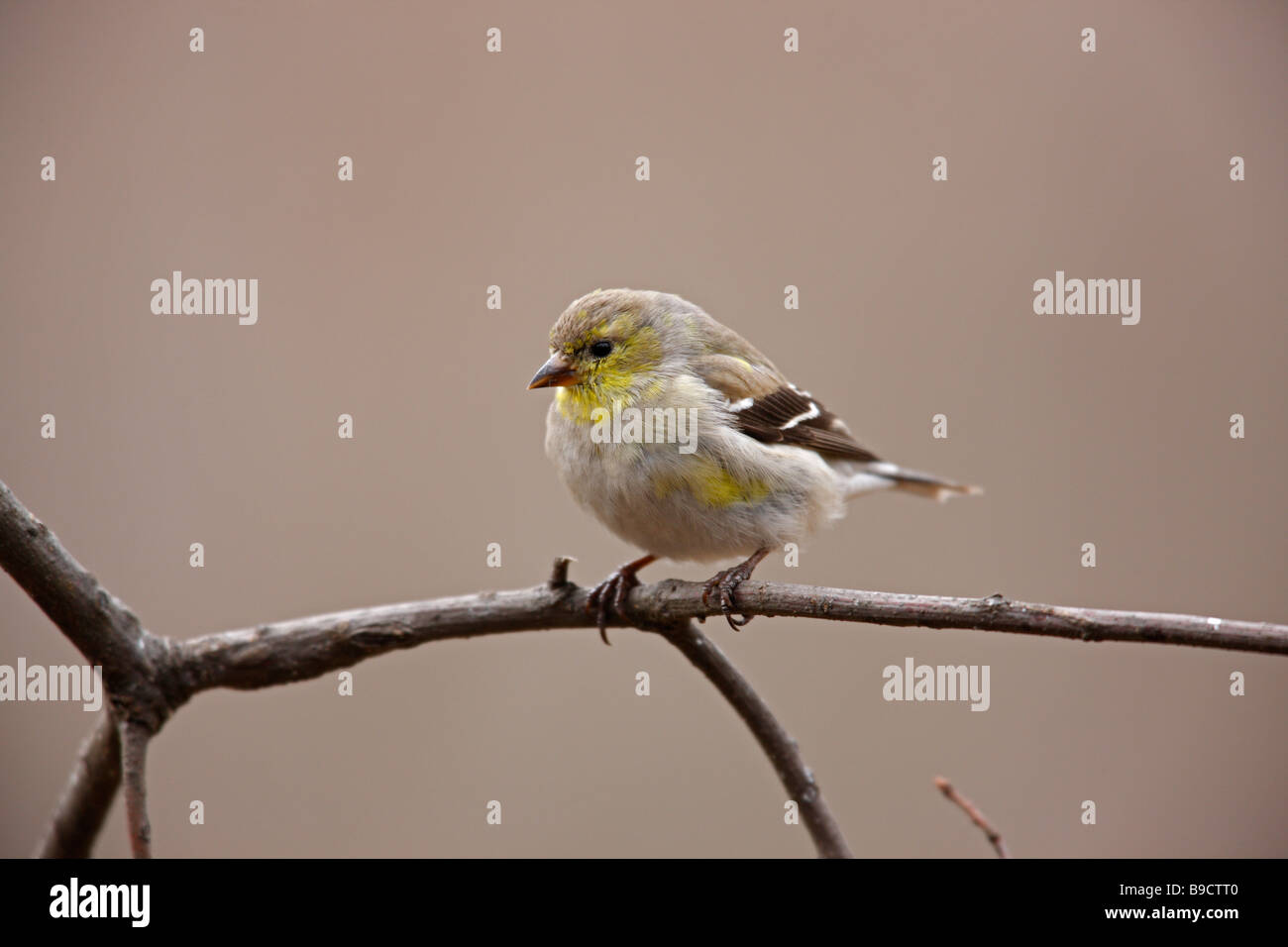 Amerikanische Stieglitz Zuchtjahr Tristis Tristis weiblich in Häutung, Zucht Gefieder auf kleinen Ast Stockfoto