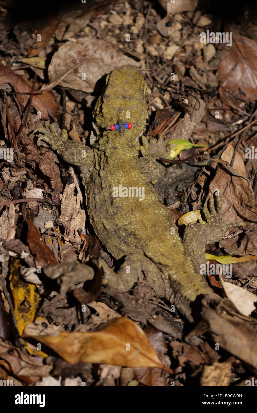 Nördliches Tuatara (Sphenodon punctatus) Stockfoto