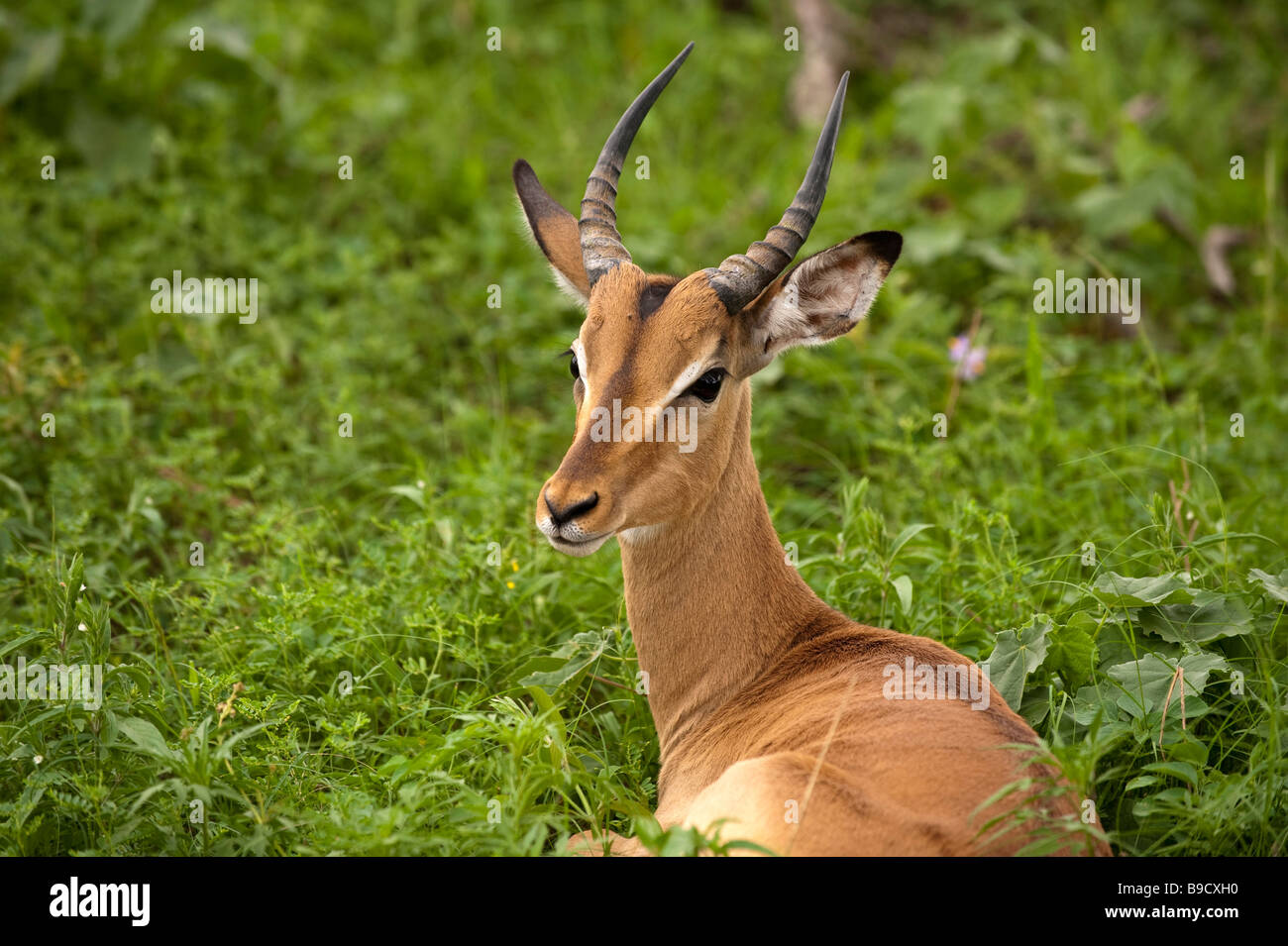 Junge männliche impala Stockfoto