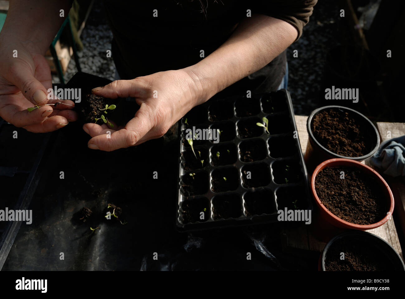 Stechen, gemischten Salat Sämlinge Stockfoto