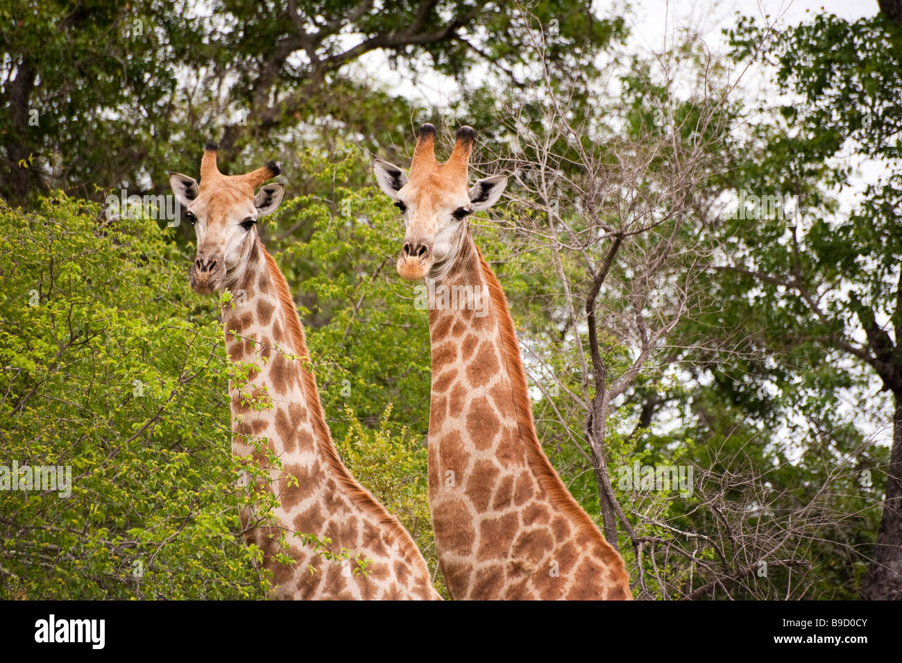 Giraffen im Krüger-Nationalpark Stockfoto