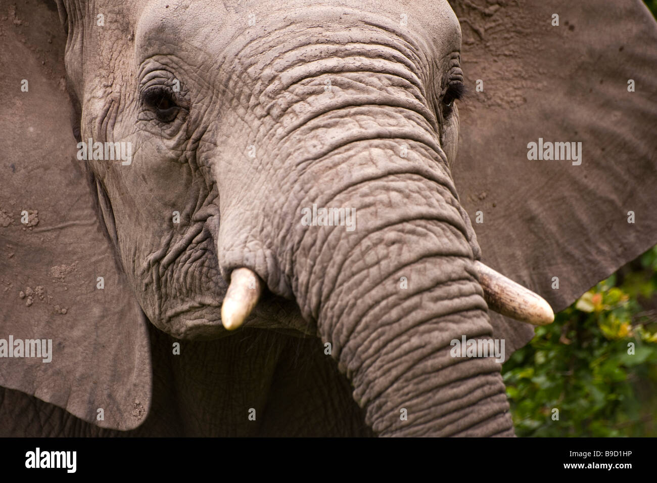Ypung männlichen Elefanten im Kruger Park, Südafrika Stockfoto