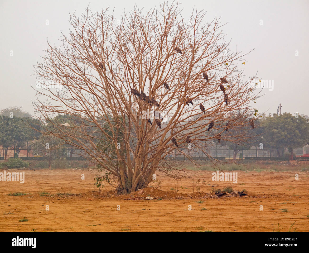 Ein blattlosen Baum, eine große Anzahl Vögel in der Mitte einen Boden. Die Region rund um den Baum wurde gelöscht. Stockfoto