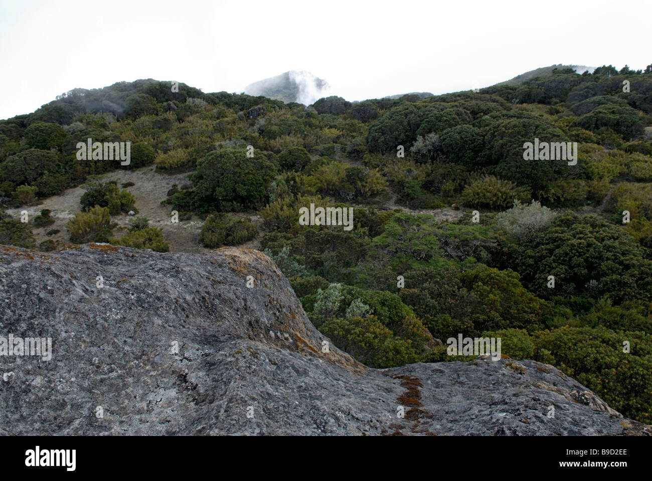Paramo Lebensraum Stockfoto