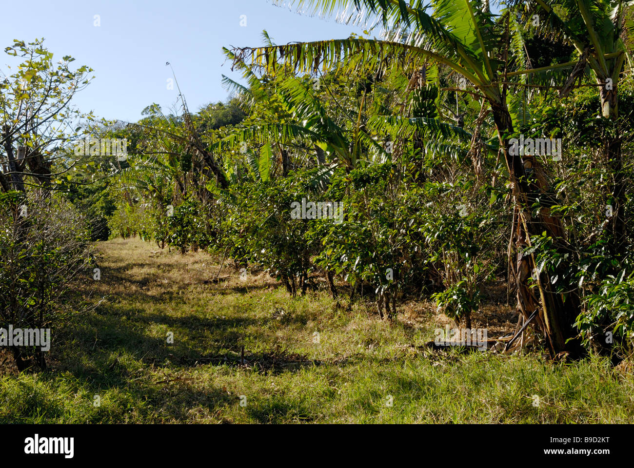 Schattieren Sie angebauten Bio-Kaffee-Plantage Hacienda La Amistad, in der Nähe von San Vito, Costa Rica Stockfoto