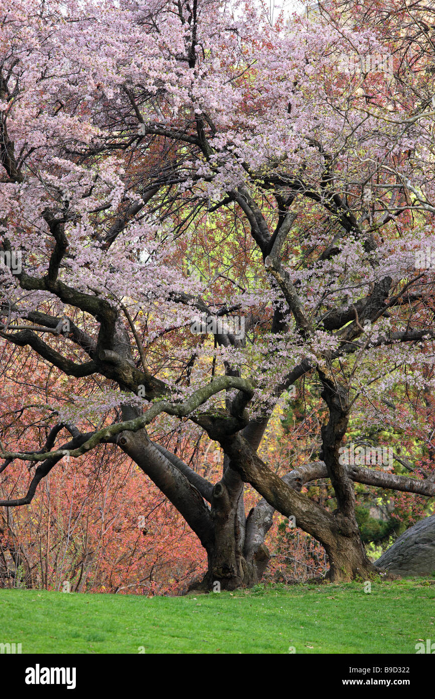 Kirsche Baum Prunus Sargentii mit frischen rosa Blüten im Frühling in New York s Central Park Stockfoto