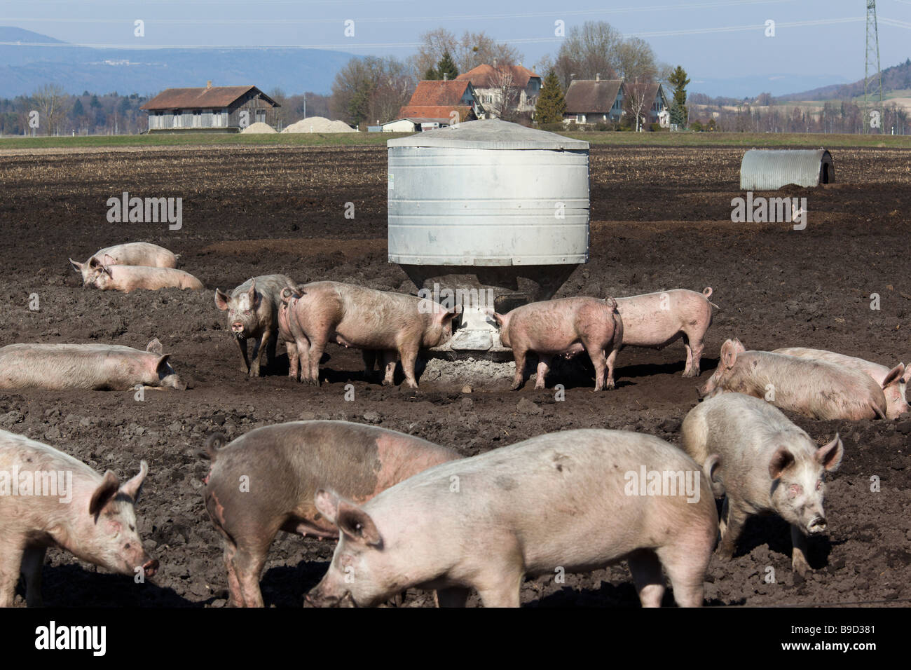 Schweine auf einer Schweinefarm Essen aus den Schweinetrog. Charles Lupica Stockfoto