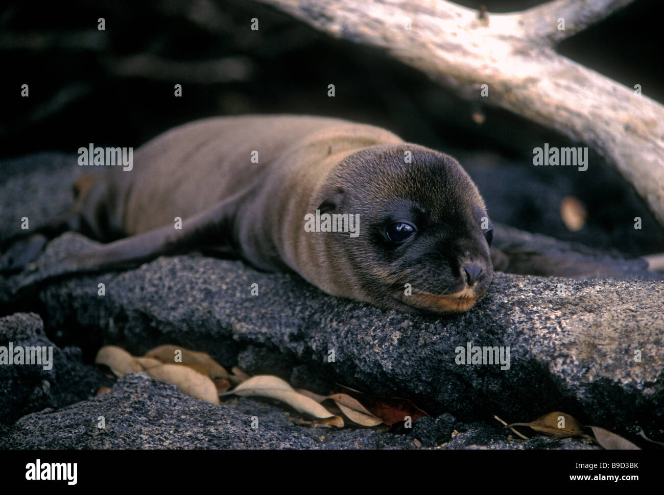 Kalifornische Seelöwe, Pup, Zalophus Californianus, Espinosa Point, Fernandina Insel, Narborough Insel, Galapagos-Inseln Stockfoto