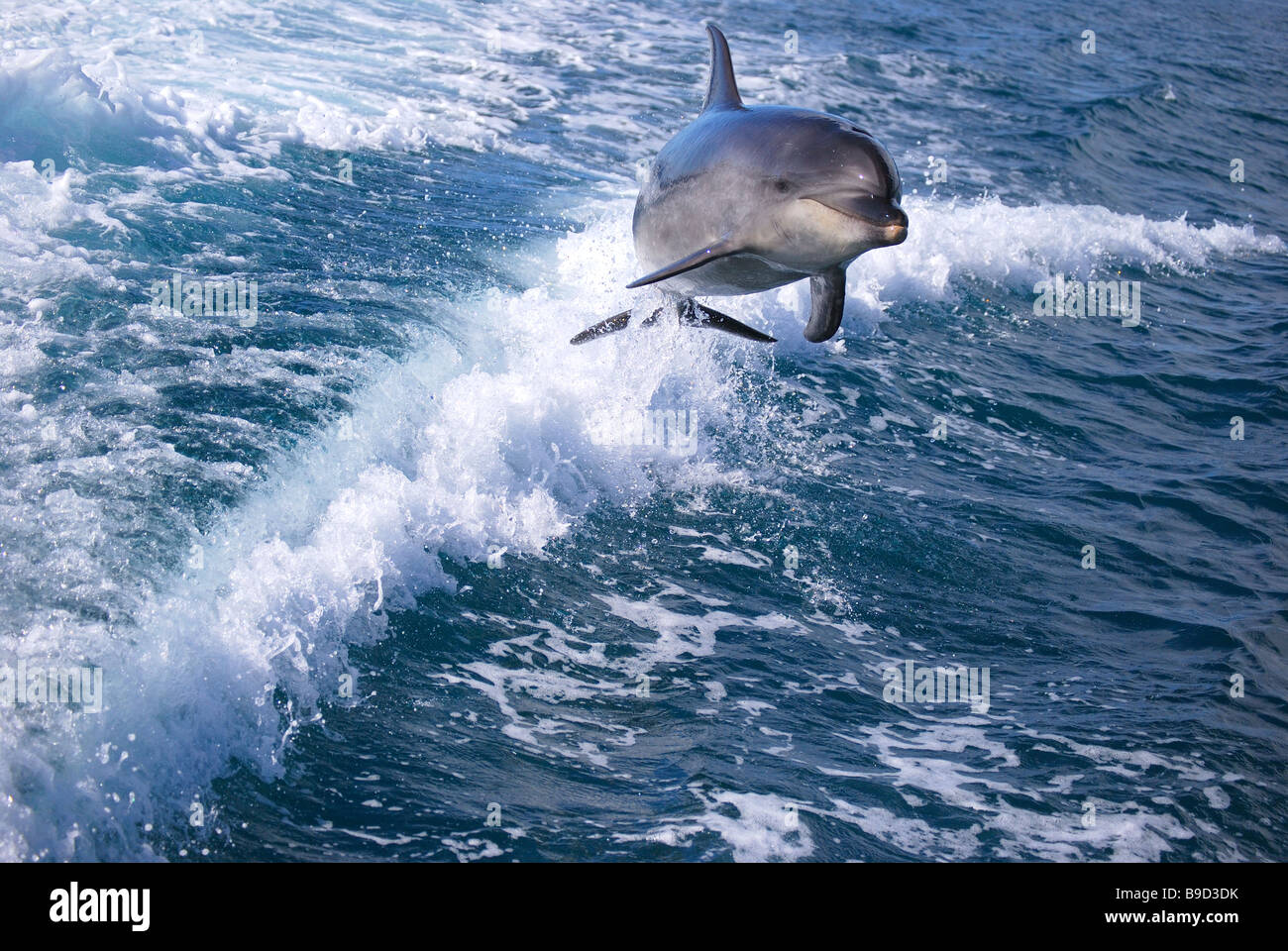 Delphin springen im Boot Gefolge, Tasman, Abel Tasman Nationalpark, Südinsel, Neuseeland Stockfoto