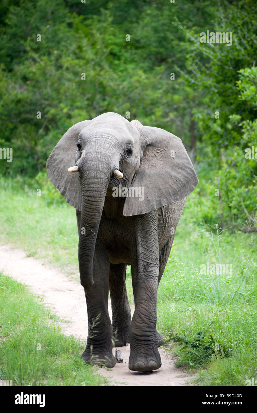 Junger Elefant Mock laden auf Safari in Südafrika Stockfoto