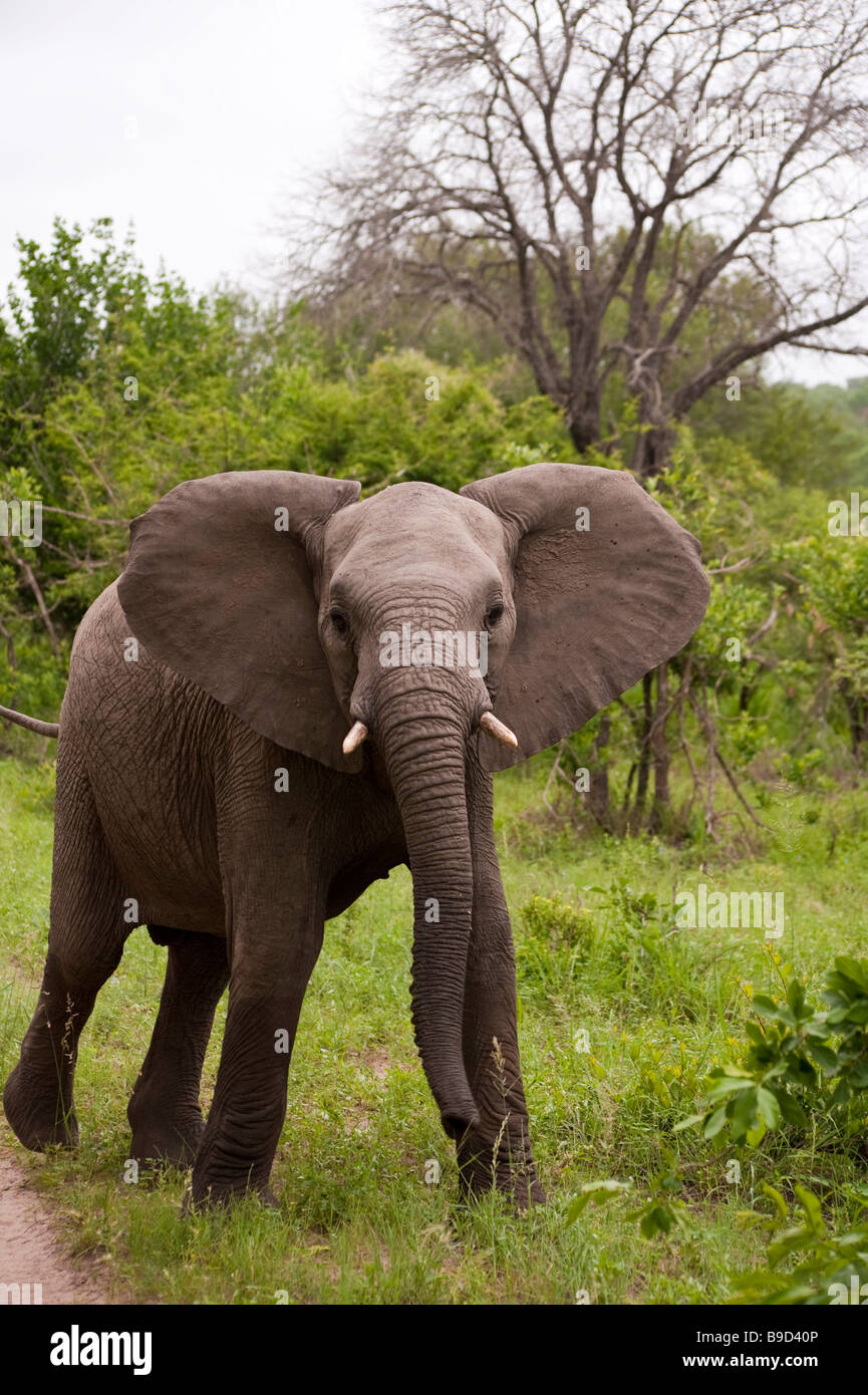 Junger Elefant Mock laden auf Safari in Südafrika Stockfoto