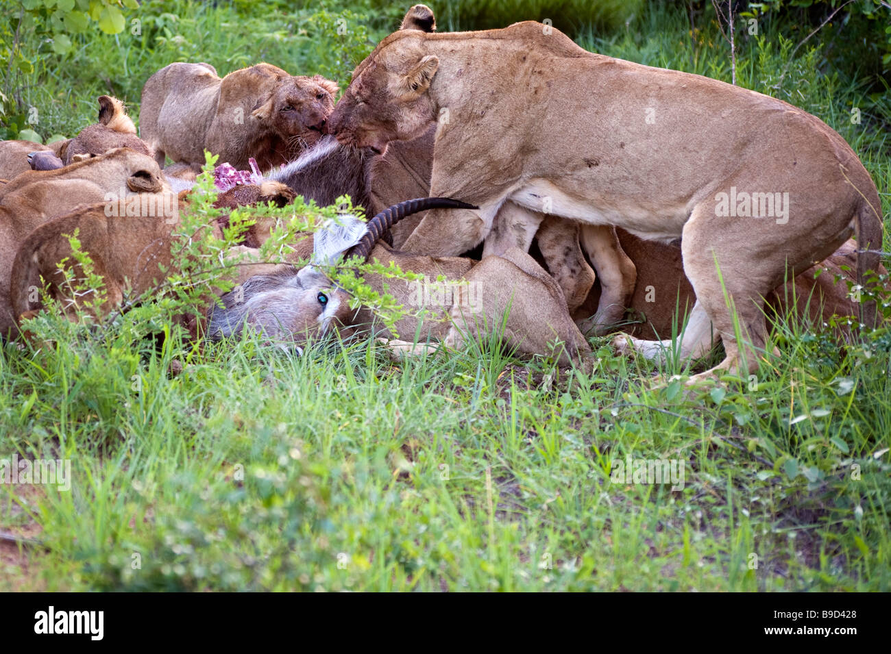Löwenfamilie Essen ihre Beute Stockfoto
