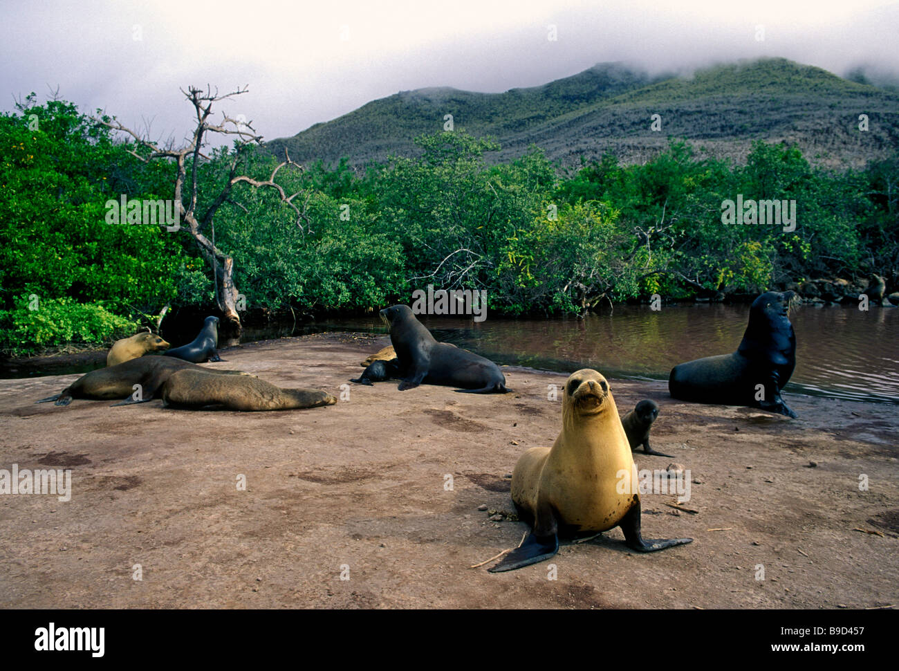 Kalifornien Seelöwen, Zalophus Californianus, Insel Rabida, Jervis Insel, Galapagos-Inseln, Ecuador, Südamerika Stockfoto