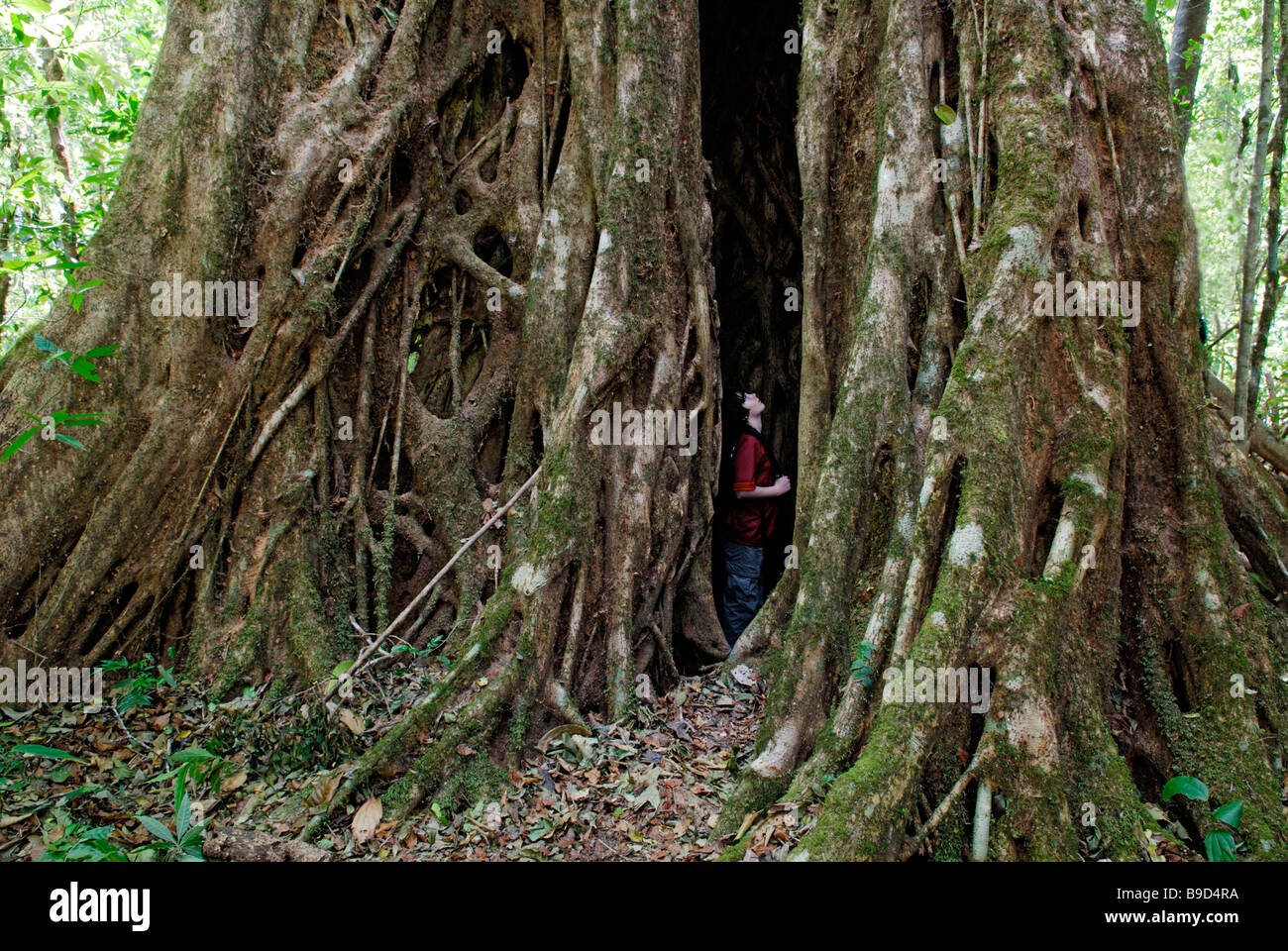 Junge steht im Inneren einer riesigen Würgefeige, Ficus Aurea. Stockfoto