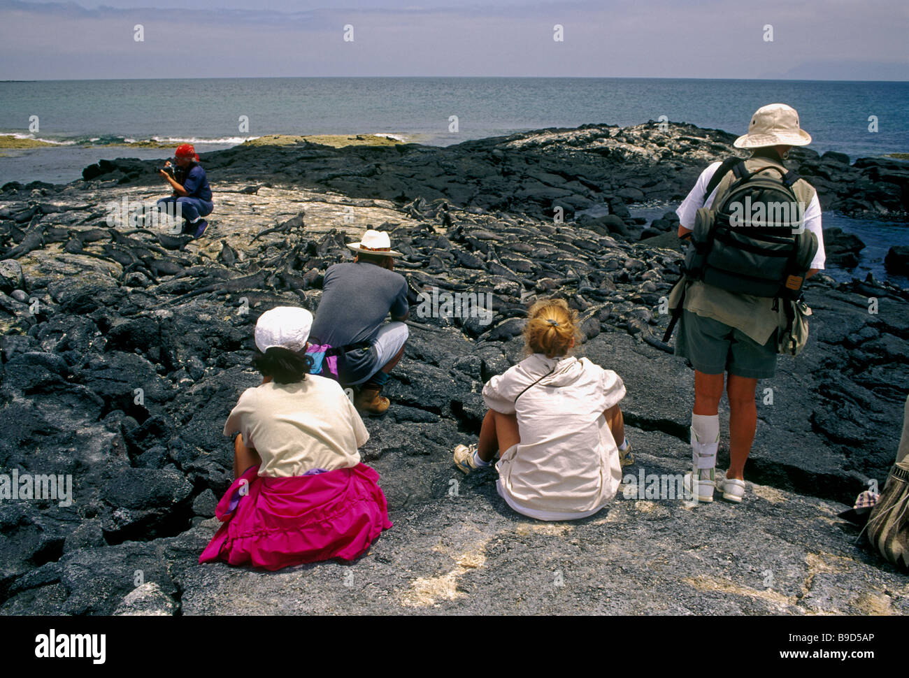 Meerechsen, Espinosa Point, Fernandina Insel, Narborough Insel, Provinz Galapagos, Galapagos-Inseln, Ecuador Stockfoto