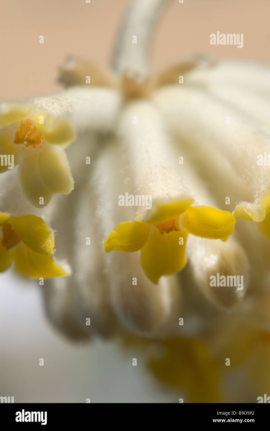 Details der Papier Bush (Edgeworthia Chrysantha) blühen im März in Zentraljapan Stockfoto