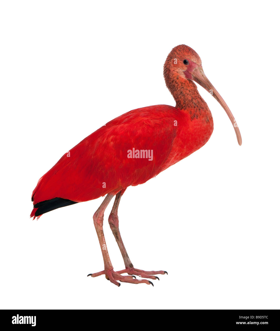 Scarlet Ibis Eudocimus Ruber vor einem weißen Hintergrund Stockfoto