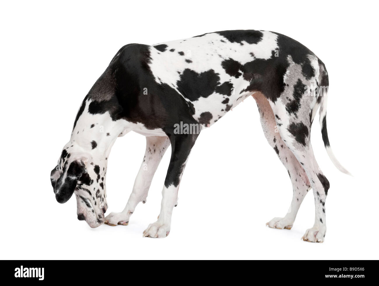 Harlekin Dogge 4 Jahre vor einem weißen Hintergrund Stockfoto