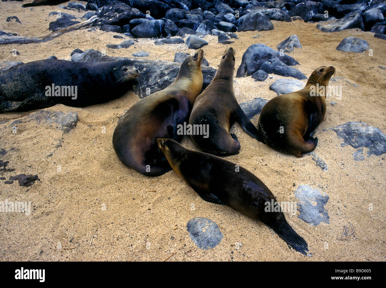 Kalifornischen Seelöwen, Provinz Zalophus Californianus, North Seymour Island, Galapagos, Galapagos-Inseln, Ecuador Stockfoto