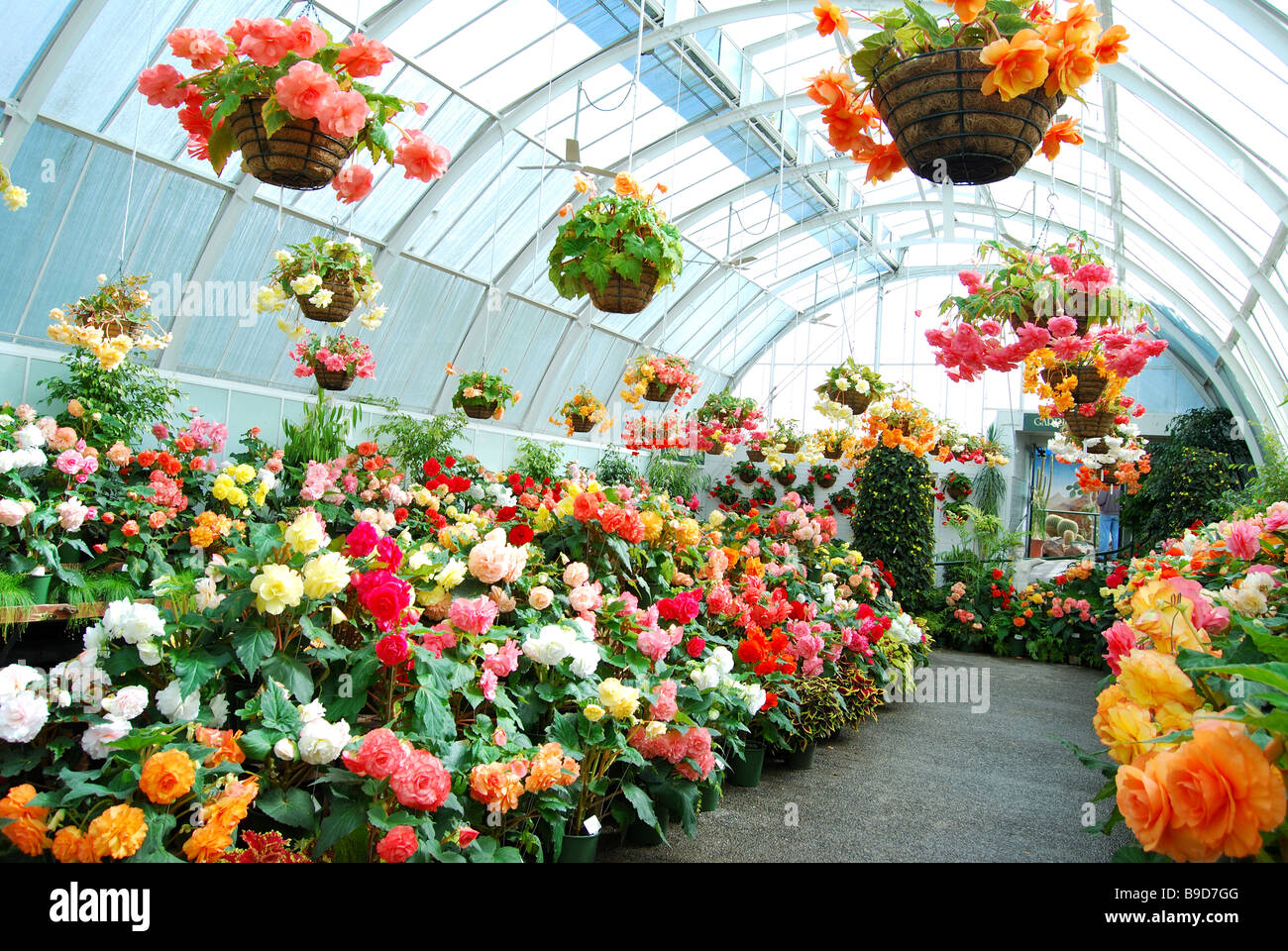 Begonien Anbau im Gewächshaus, botanische Gärten, Christchurch, Canterbury, Südinsel, Neuseeland Stockfoto